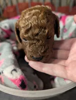 Woody 🤎, a male Poodle - Miniature  for sale in Meta, MO – 3 of 10