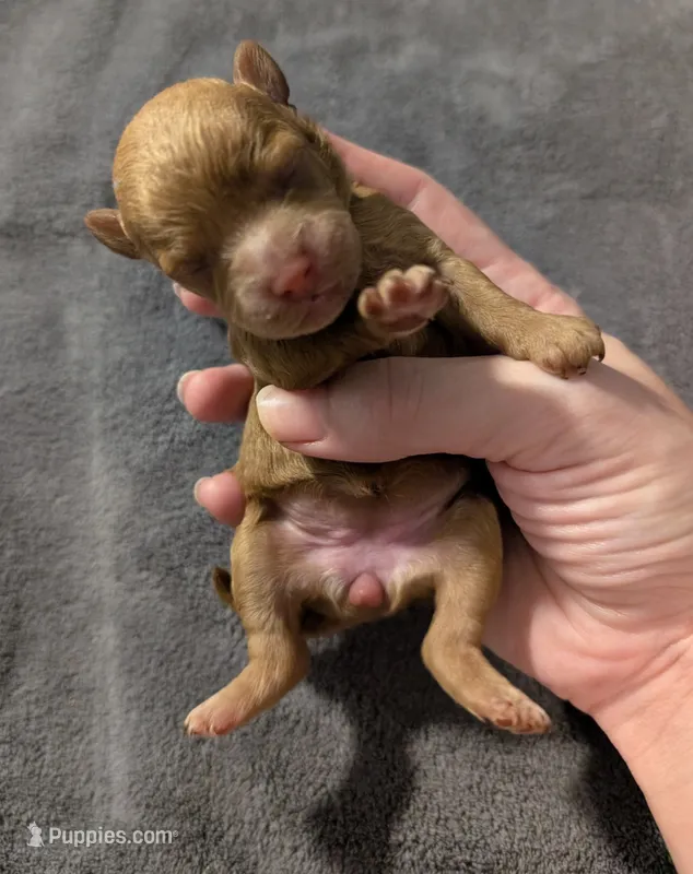 Betty 🩵 – Poodle - Toy  puppy for sale in Meta, MO