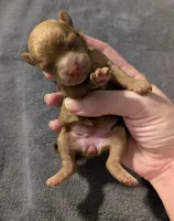 Betty 🩵, a female Poodle - Toy  for sale in Meta, MO – 1 of 10