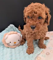 Pompadour 🖤, a male Poodle - Toy  for sale in Meta, MO – 10 of 10