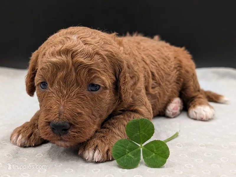 Linus 💚 – Poodle - Miniature  puppy for sale in Meta, MO