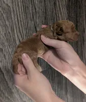 Betty 🩵, a female Poodle - Toy  for sale in Meta, MO – 7 of 10