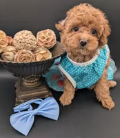 Betty 🩵, a female Poodle - Toy  for sale in Meta, MO – 9 of 10