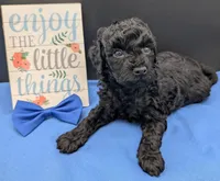 Mufasa 💙, a male Poodle - Miniature  for sale in Meta, MO – 10 of 10