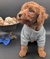 Blueberry 🫐, a male Poodle - Toy  for sale in Meta, MO – 5 of 10