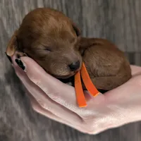 Pumpkin 🧡, a female Poodle - Toy  for sale in Meta, MO – 7 of 10