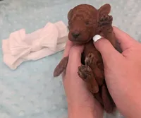 Cal 🤍, a male Poodle - Miniature  for sale in Meta, MO – 1 of 10