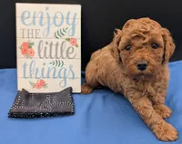 Pompadour 🖤, a male Poodle - Miniature  for sale in Meta, MO – 3 of 10