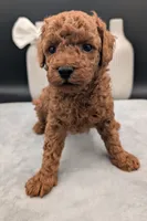 Cal 🤍, a male Poodle - Miniature  for sale in Meta, MO – 2 of 10
