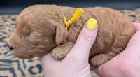 Charlie Brown 💛, a male Poodle - Toy  for sale in Meta, MO – 10 of 10