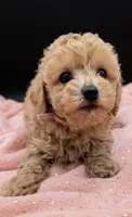Daphne 💜, a female Poodle - Toy  for sale in Meta, MO – 3 of 10