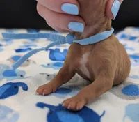 Fred 🩵, a male Poodle - Toy  for sale in Meta, MO – Photo 3 of 10