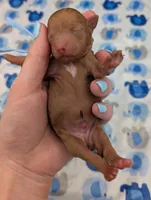 Fred 🩵, a male Poodle - Toy  for sale in Meta, MO – Photo 2 of 10