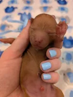 Fred 🩵, a male Poodle - Toy  for sale in Meta, MO – Photo 6 of 10