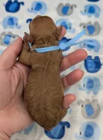 Fred 🩵, a male Poodle - Toy  for sale in Meta, MO – Photo 8 of 10