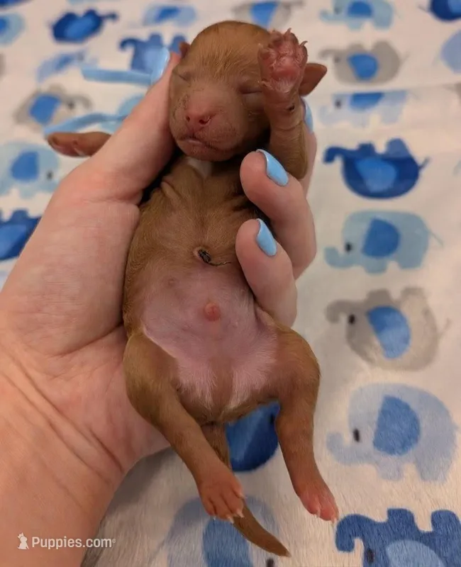 Fred 🩵 – Poodle - Toy  puppy for sale in Meta, MO