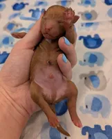 Fred 🩵, a male Poodle - Toy  for sale in Meta, MO – Photo 1 of 10