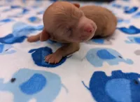 Fred 🩵, a male Poodle - Toy  for sale in Meta, MO – Photo 9 of 10