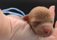 Fred 🩵, a male Poodle - Toy  for sale in Meta, MO – Photo 7 of 10