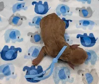 Fred 🩵, a male Poodle - Toy  for sale in Meta, MO – Photo 10 of 10