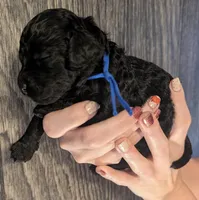 Mufasa 💙, a male Poodle - Miniature  for sale in Meta, MO – 7 of 10