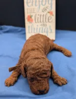 Woody 🤎, a male Poodle - Miniature  for sale in Meta, MO – 10 of 10