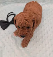 Snoopy 🖤, a male Poodle - Toy  for sale in Meta, MO – 6 of 10