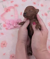 Sophia 🩷, a female Poodle - Miniature  for sale in Meta, MO – 6 of 10