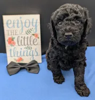 Rafiki 🖤, a male Poodle - Miniature  for sale in Meta, MO – 10 of 10