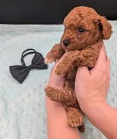 Snoopy 🖤, a male Poodle - Toy  for sale in Meta, MO – 7 of 10