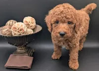 All Spice 🤎, a male Poodle - Toy  for sale in Meta, MO – 9 of 10