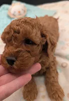 Pompadour 🖤, a male Poodle - Toy  for sale in Meta, MO – 2 of 10