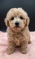 Daphne 💜, a female Poodle - Toy  for sale in Meta, MO – 2 of 10