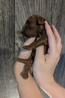 Woody 🤎, a male Poodle - Miniature  for sale in Meta, MO – 10 of 10