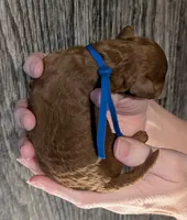 Blueberry 🫐, a male Poodle - Toy  for sale in Meta, MO – 8 of 10