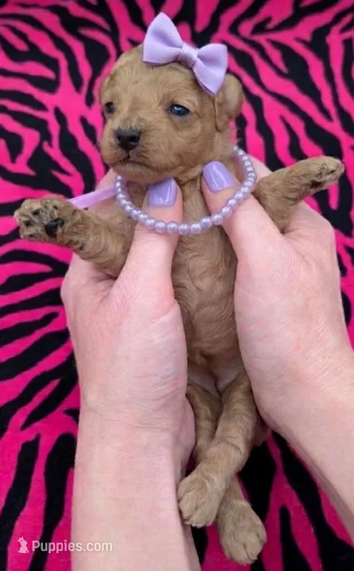 Daphne 💜 – Poodle - Toy  puppy for sale in Meta, MO