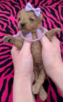 Daphne 💜, a female Poodle - Toy  for sale in Meta, MO – Photo 1 of 10