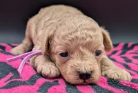 Daphne 💜, a female Poodle - Toy  for sale in Meta, MO – Photo 6 of 10