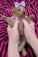 Daphne 💜, a female Poodle - Toy  for sale in Meta, MO – Photo 3 of 10