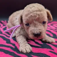 Daphne 💜, a female Poodle - Toy  for sale in Meta, MO – Photo 8 of 10