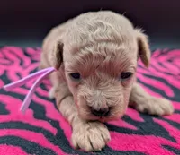 Daphne 💜, a female Poodle - Toy  for sale in Meta, MO – Photo 9 of 10