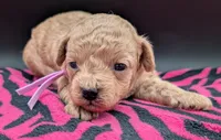 Daphne 💜, a female Poodle - Toy  for sale in Meta, MO – Photo 7 of 10
