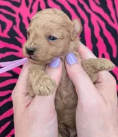 Daphne 💜, a female Poodle - Toy  for sale in Meta, MO – Photo 4 of 10