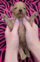 Daphne 💜, a female Poodle - Toy  for sale in Meta, MO – Photo 5 of 10
