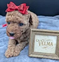 Velma ♥️, a female Poodle - Toy  for sale in Meta, MO – Photo 4 of 10