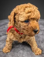Velma ♥️, a female Poodle - Toy  for sale in Meta, MO – Photo 9 of 10