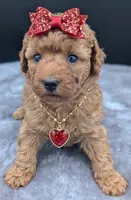 Velma ♥️, a female Poodle - Toy  for sale in Meta, MO – Photo 6 of 10