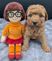 Velma ♥️, a female Poodle - Toy  for sale in Meta, MO – Photo 5 of 10