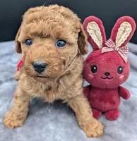 Velma ♥️, a female Poodle - Toy  for sale in Meta, MO – Photo 2 of 10