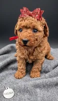 Velma ♥️, a female Poodle - Toy  for sale in Meta, MO – Photo 3 of 10
